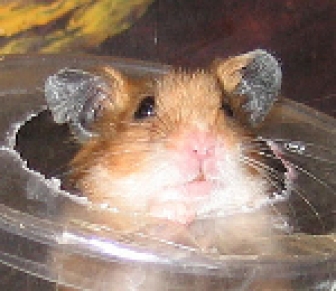 Hamster face